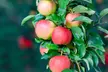 Patio Fruit Trees - Apple, Cherry, Pear, or Plum - Potted Plants - Second Medium