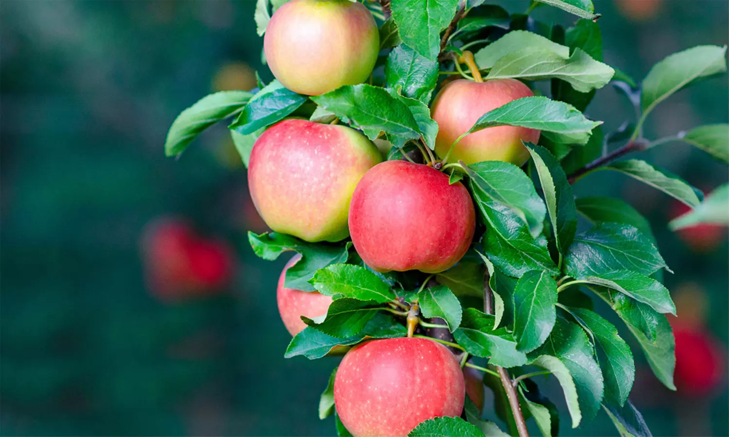 Patio Fruit Trees - Apple, Cherry, Pear, or Plum - Potted Plants