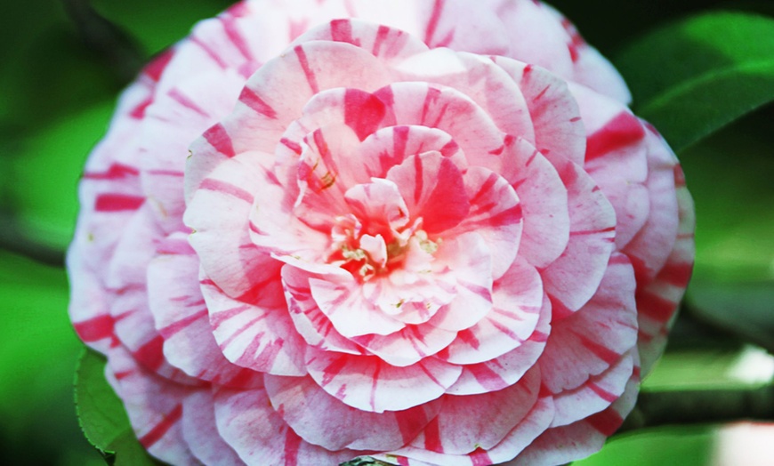 Image 3: 1x oder 2x Japanische Kamelie