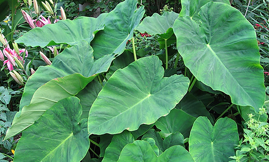 Elephant Ears Plant Bulb | Groupon Goods