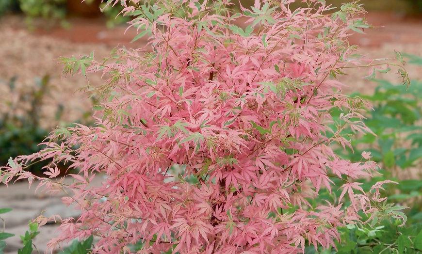 Image 5: YouGarden Acer Palmatum 'Taylor' Tree with Variegated Leaves