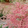 Image 5: YouGarden Acer Palmatum 'Taylor' Tree with Variegated Leaves