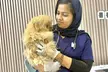 Pawbulance Veterinary Clinic: Basic or Full Grooming for Small, Medium, Large or X Large Dog/Cat (Up To 71% Off) - Image 3