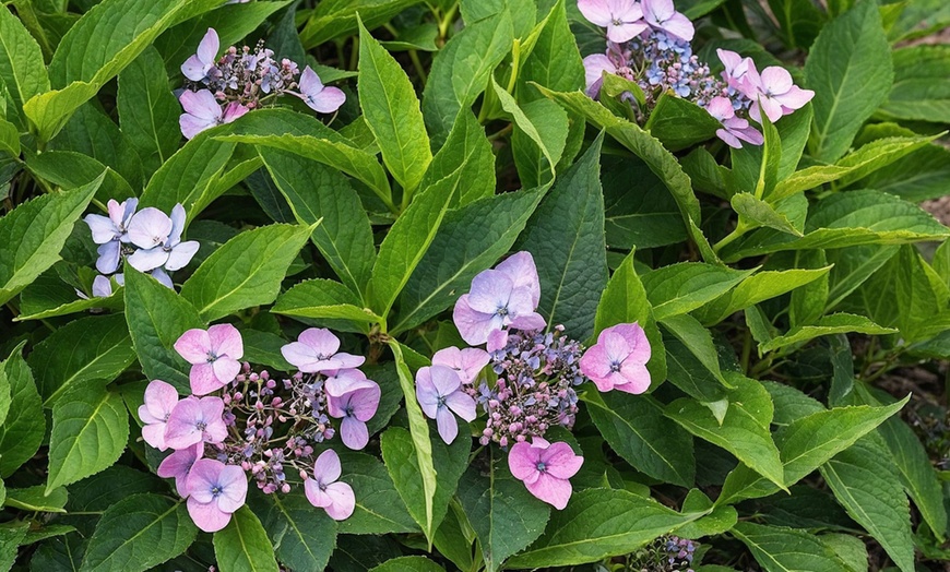 Image 4: Lot de 2 Hortensias: Candlelight, Early Harry, Magic Pillow