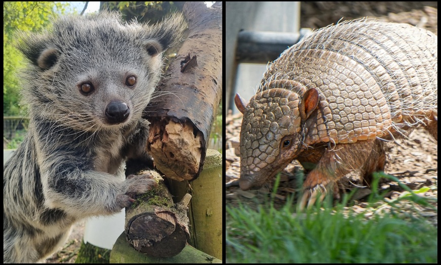 Image 9: Entry to Hemsley Conservation Centre + Capybara or Sloth Adoption Pack