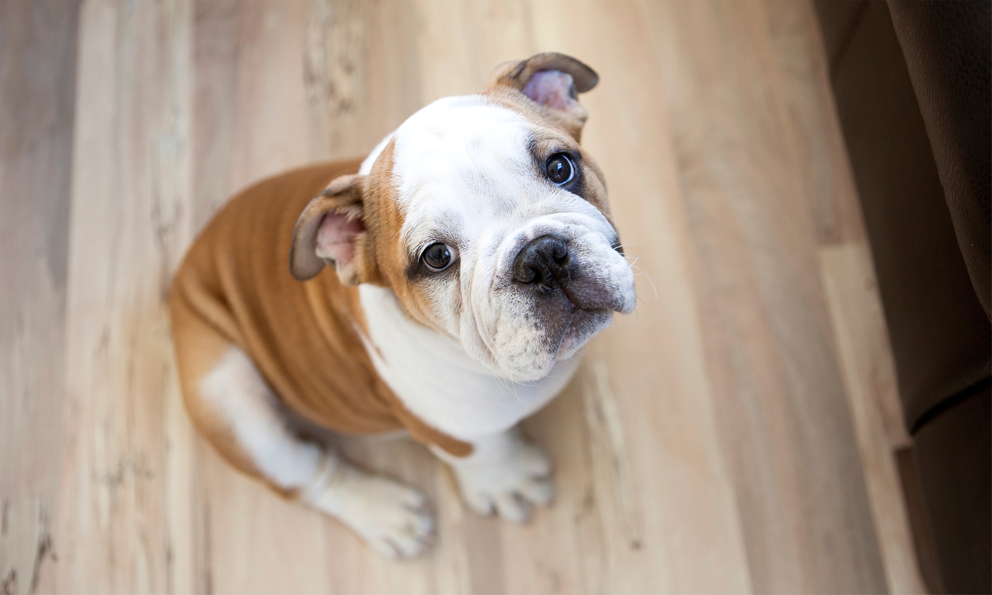 Doggie Daycare Fun: 1 or 2 Day Stay Options
