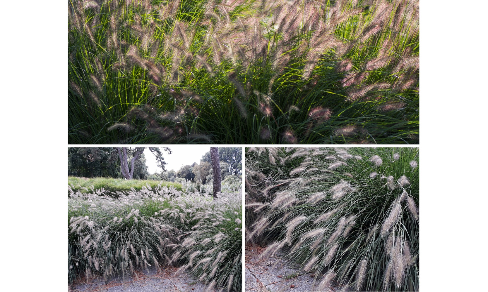 Herbe aux écouvillons "Pennisetum alopecuroides 'Hameln'"