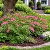 Image 5: Graduation Flower Bulb Collections