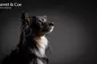 Paws, play, and pose! 1-Hour Pet Photoshoot + 8"x6" Print at Barrett & Coe—Save up to 91%! - Second Medium