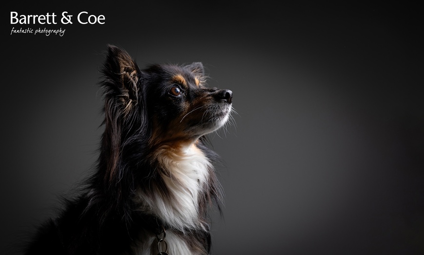 Image 7: Say Paw-lease! Pet Photoshoot + 8"x6" Print – Save up to 91%