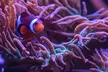  Explore the Depths with New York Aquarium Admission for One Child or Adult (Up To 10% Off) - Second Medium