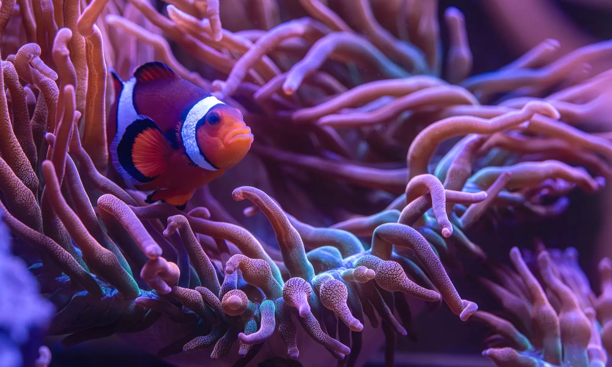 New York Aquarium Admission for One Child or Adult