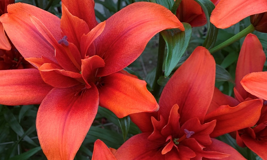 Image 12: Double Pollen Free Lily Collection - 2 or 10 Bulbs