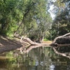 Image 3: Kayak Honey Island Swamp Tour 