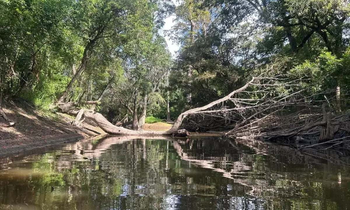 Kayak Honey Island Swamp Tour