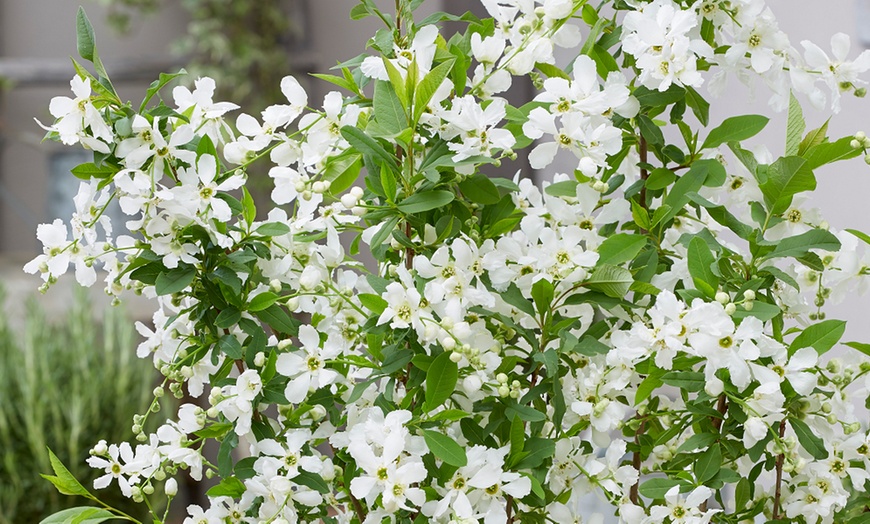 Image 1: Exochorda Blushing Pearl - 1 or 3 Peat-Free Potted Plants