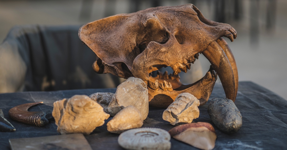 Fossil Hunt (standard & Premium), Flora & Fauna, Space Camp And More Fossil Hunt (standard & Premium), Flora & Fauna, Space Camp And More