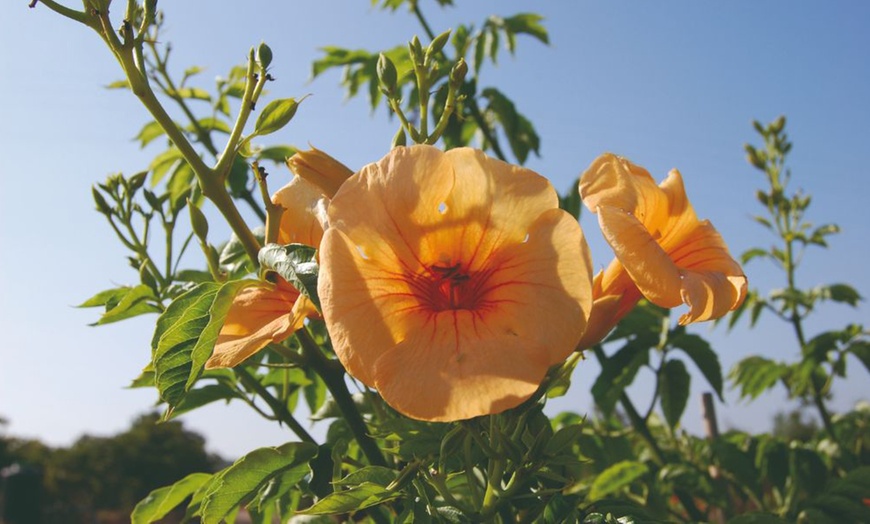 Image 7: Potted Climbing Campsis Plants (2 Litre Pots)

