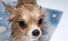 $30 for $55 Worth of Pet Grooming — Paws in Paradise Pet Salon