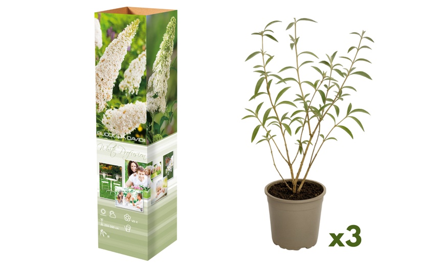 Image 3: Lot de 3 ou 8 plantes de Buddleja Davidii