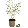 Image 3: Lot de 3 ou 8 plantes de Buddleja Davidii