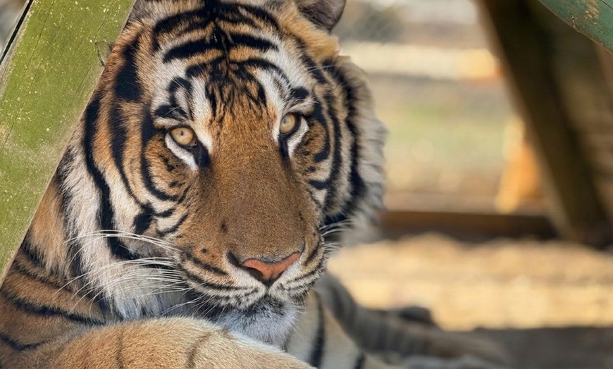 Image 2: Up to 25% Off Big Cat Express Tour - Animal Park