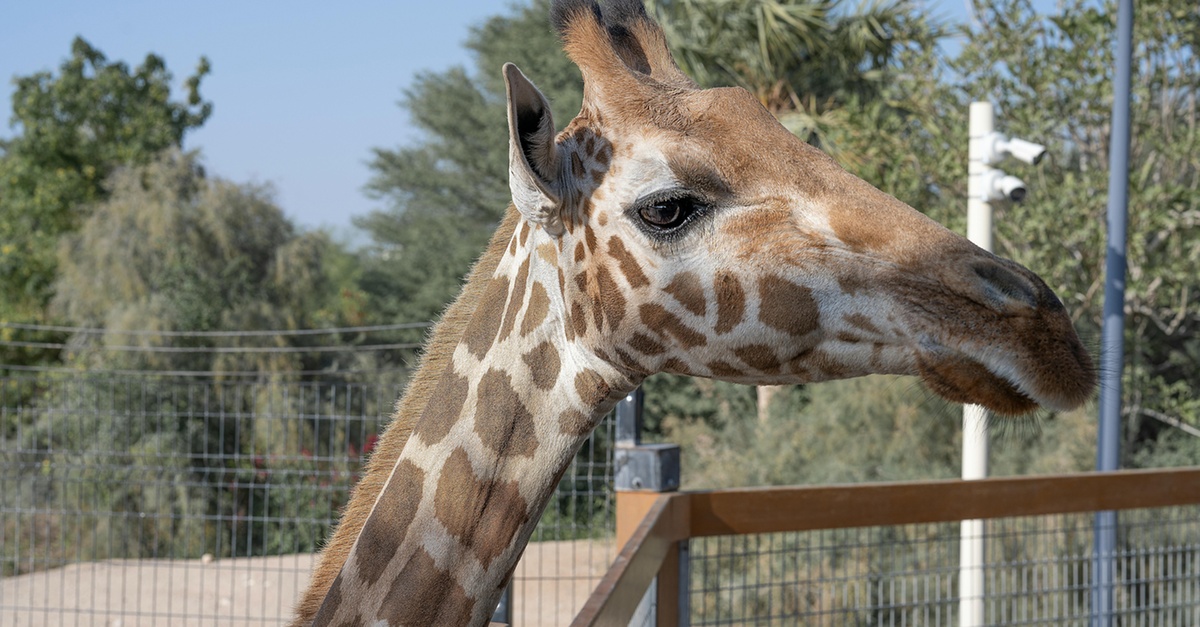 Emirates Park Zoo, The National Aquarium Or Snow Park Passes & More Emirates Park Zoo, The National Aquarium Or Snow Park Passes & More