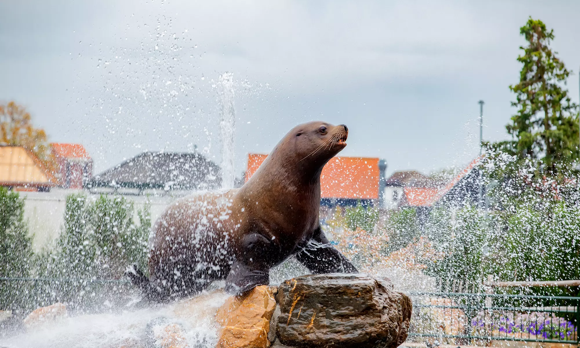 Ontdek de dieren van de zee en neem zelf een duik in het Dolfinarium