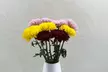 Brighten Any Moment with Rose Farmers' vibrant trio—Sunflowers, Snapdragons, & Chrysanthemums (Up to 57% Off) - Second Medium