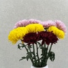 Image 3: Rose Farmers Farm-Fresh Sunflowers, Snapdragons, & Chrysanthemums (Up to 57% Off)