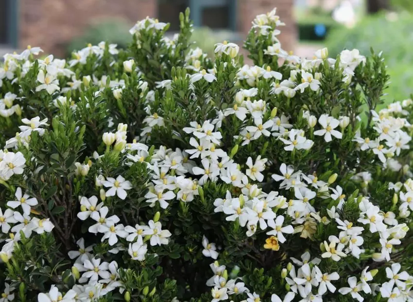 Gardenias in Quart, 1 Gallon, and 3 Gallon Sizes with Free Shipping (Up to 15% Off)