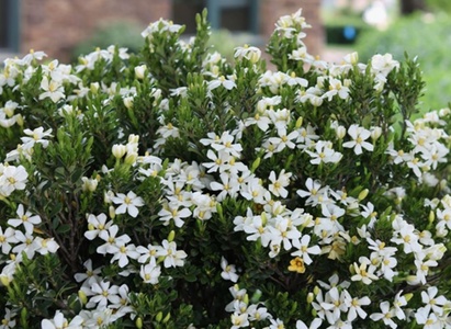 August Beauty Gardenia 3 Gallon - Plant Factory Direct - Gardenias