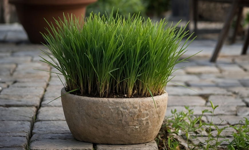 Image 1: Cyperus alternifolius Beauté Tropicale