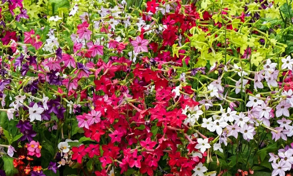 60 or 120 Mixed Summer Bedding Plants
