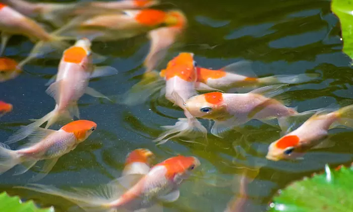 $14 for $25 Towards Live Tropical Fish or Live Aquatic Plants at Neighborhood Fish Farm (44% Off)   - Primary Image