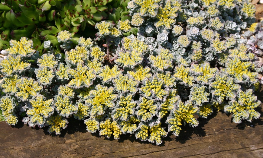 Image 20: Mixed Seasonal Alpine/rockery Plants - Potted or Plug Plants