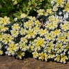 Image 20: Mixed Seasonal Alpine/rockery Plants - Potted or Plug Plants