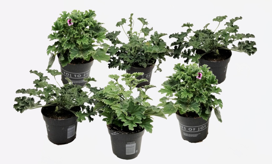 Image 4: 6er-Set Zitronengeranie