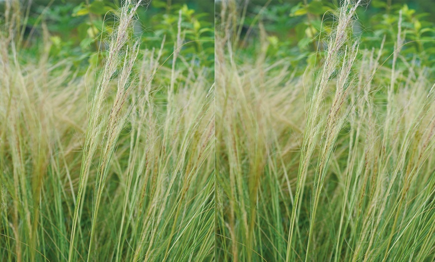 Image 5: Stipa Tenuissima Pony Tail Grass - up to 3 Potted Plants