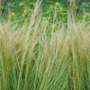 Image 5: Stipa Tenuissima Pony Tail Grass - up to 3 Potted Plants