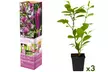 3 of 6 Magnolia planten in type naar keuze - Image 5