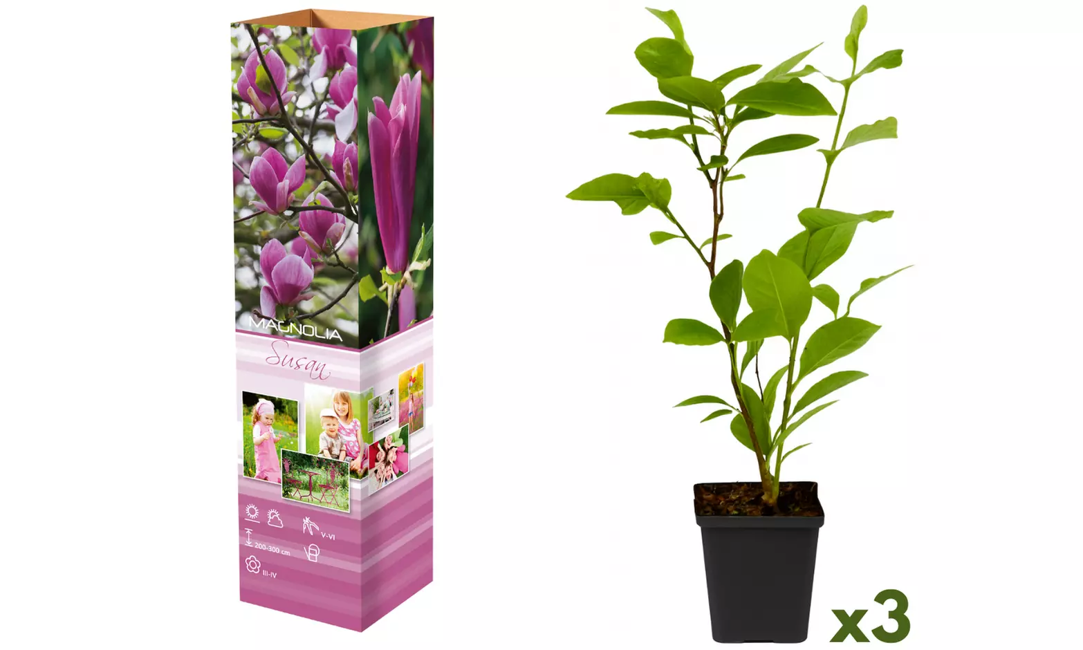 3 of 6 Magnolia planten