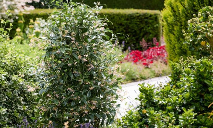 Image 4: Climbing Scented Star Jasmine Potted Plants 
