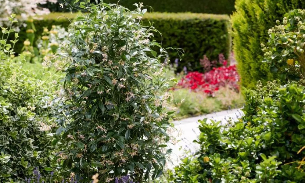 Climbing Scented Star Jasmine Potted Plants