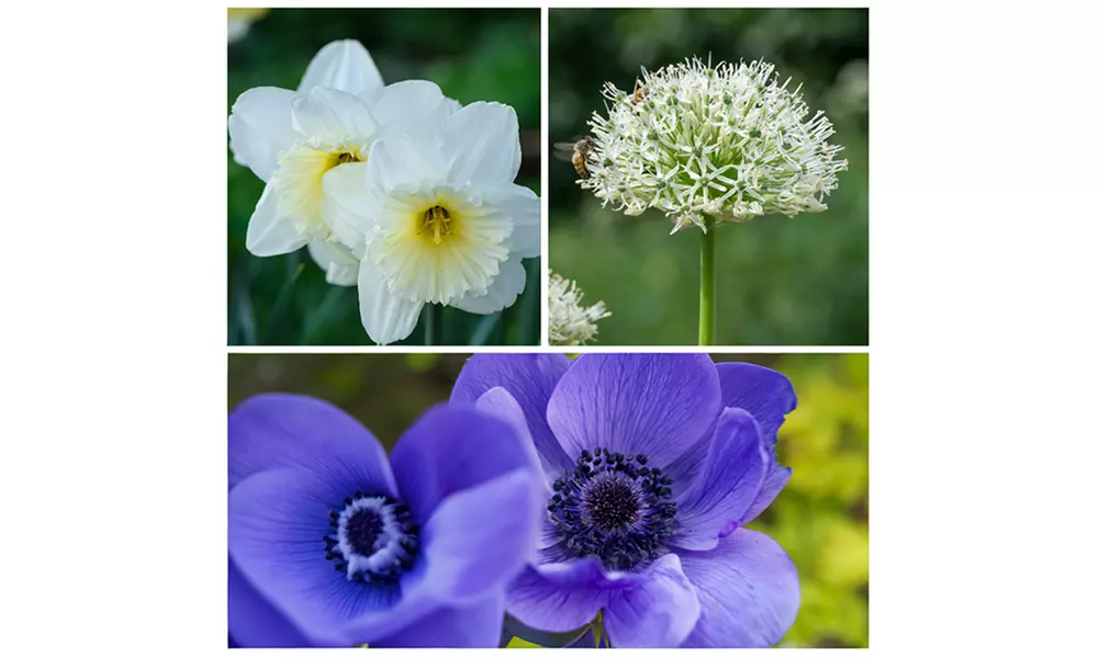 Sunny Garden Box : 35 bulbes de fleurs mélangés - Primary Image