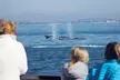 Embark on an Unforgettable Whale Watching Cruise in San Diego on Weekends or Weekdays with Flagship Cruises & Events - Second Medium