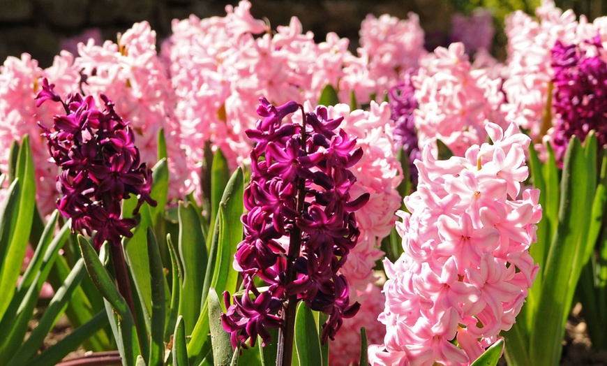 Image 8: Pack de bulbos de jacintos a elegir para jardín