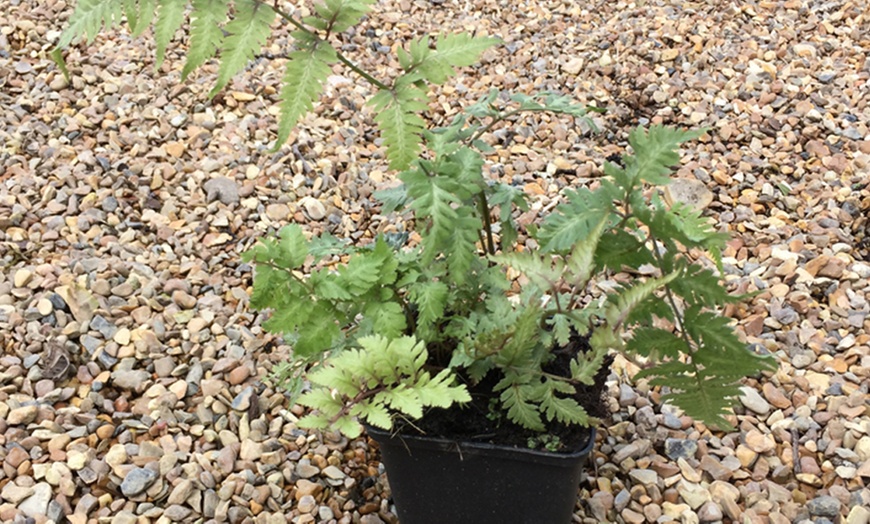 Image 2: One or Three Australian Tree Fern