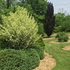 Image 4: Boone County Arboretum Membership
