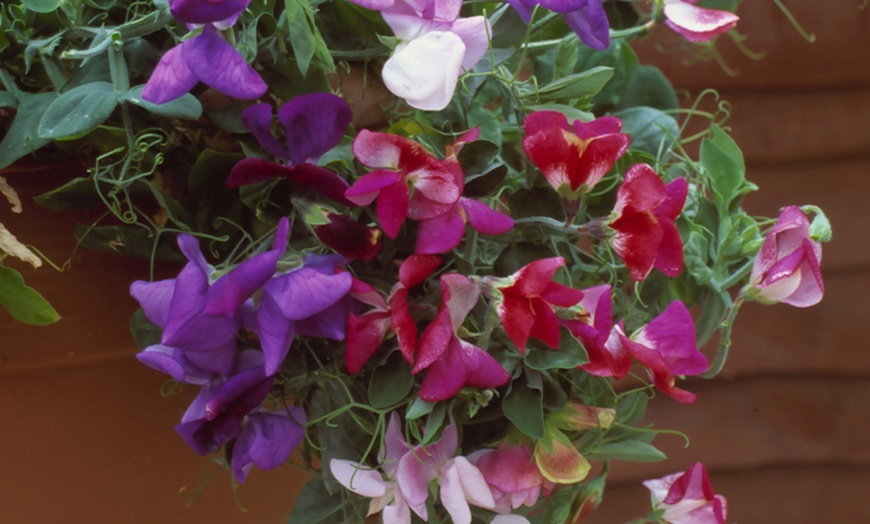 Image 2: Fragrant Trailing Sweet Pea